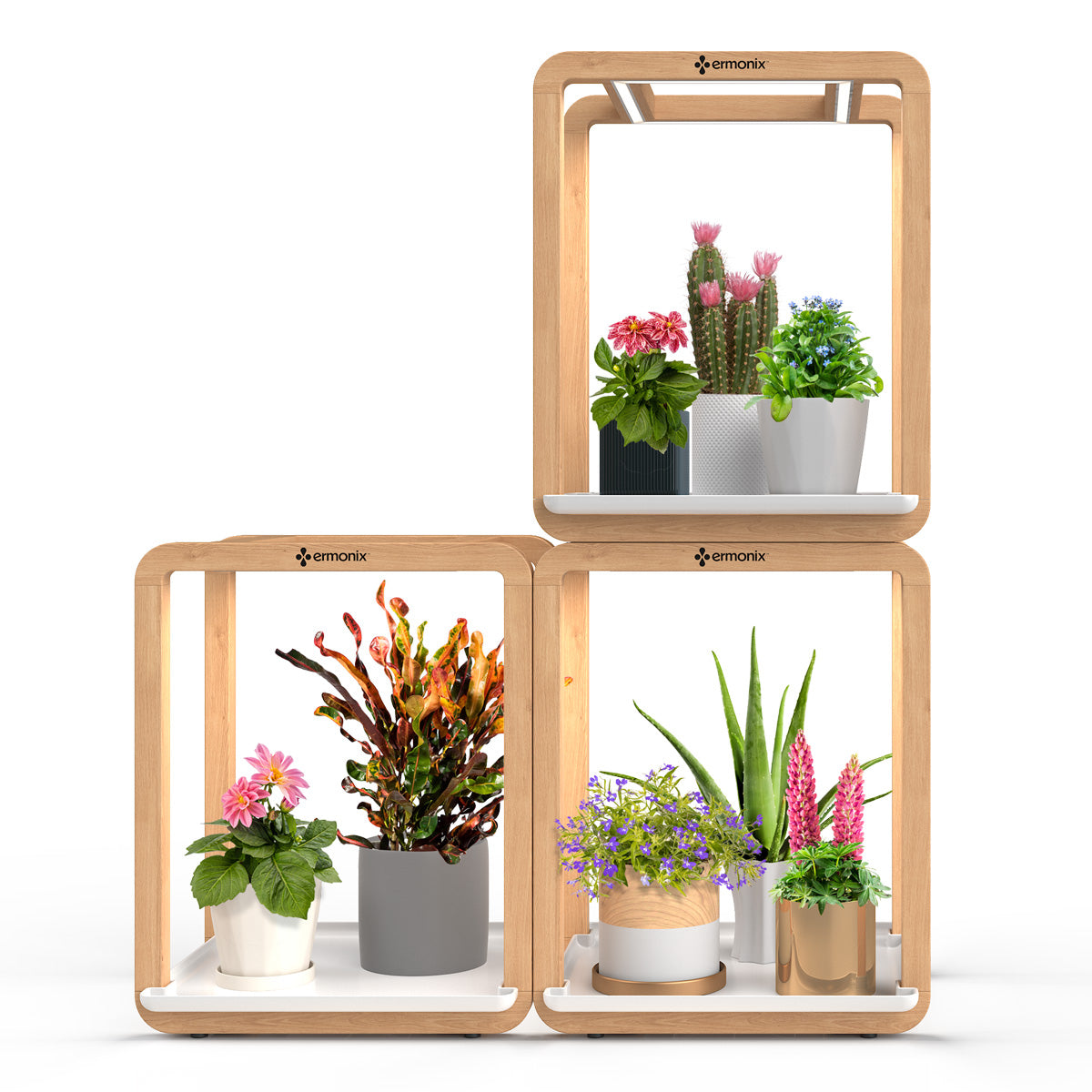 Grow Cube