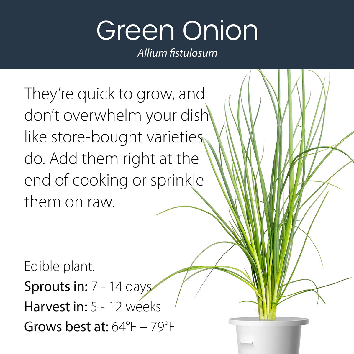 Herbs Pre-Seeded Pods