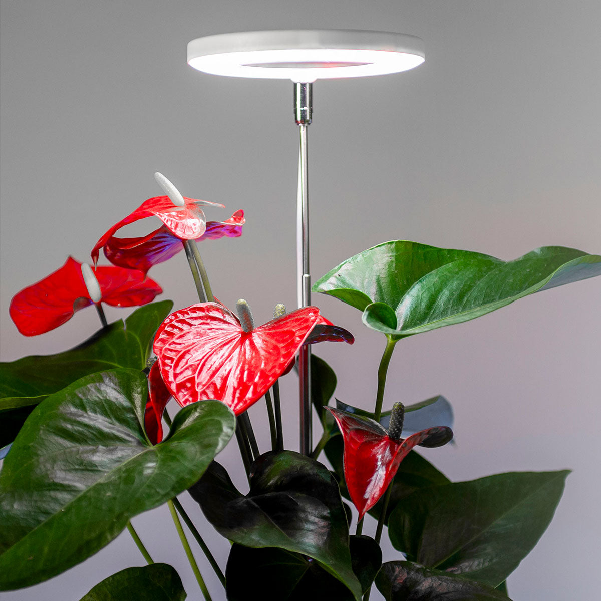 Close-up of Halo lamp over Anthurium.
