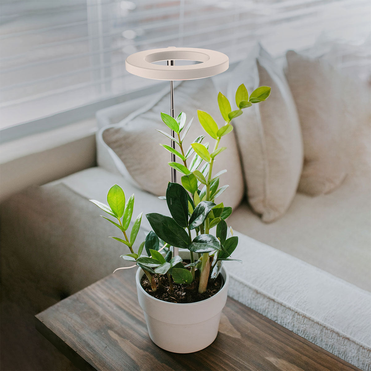 Halo in small pot plant sitting on a side table in a modern living space.