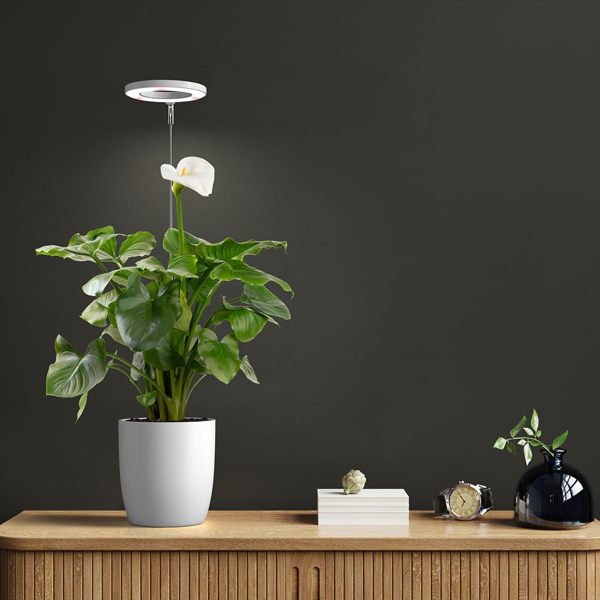 Halo Elite in plant pot with white Anthurium.