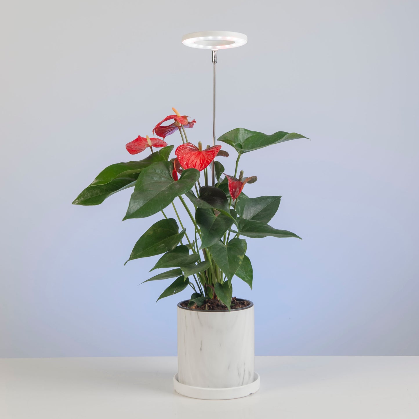 Halo Elite in marble plant pot growing red Anthurium on a soft light blue background.