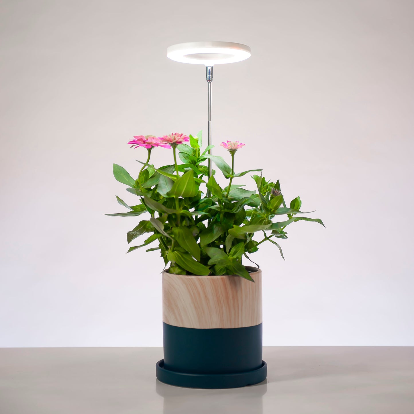 Halo Elite in plant pot with flowers on a white background.