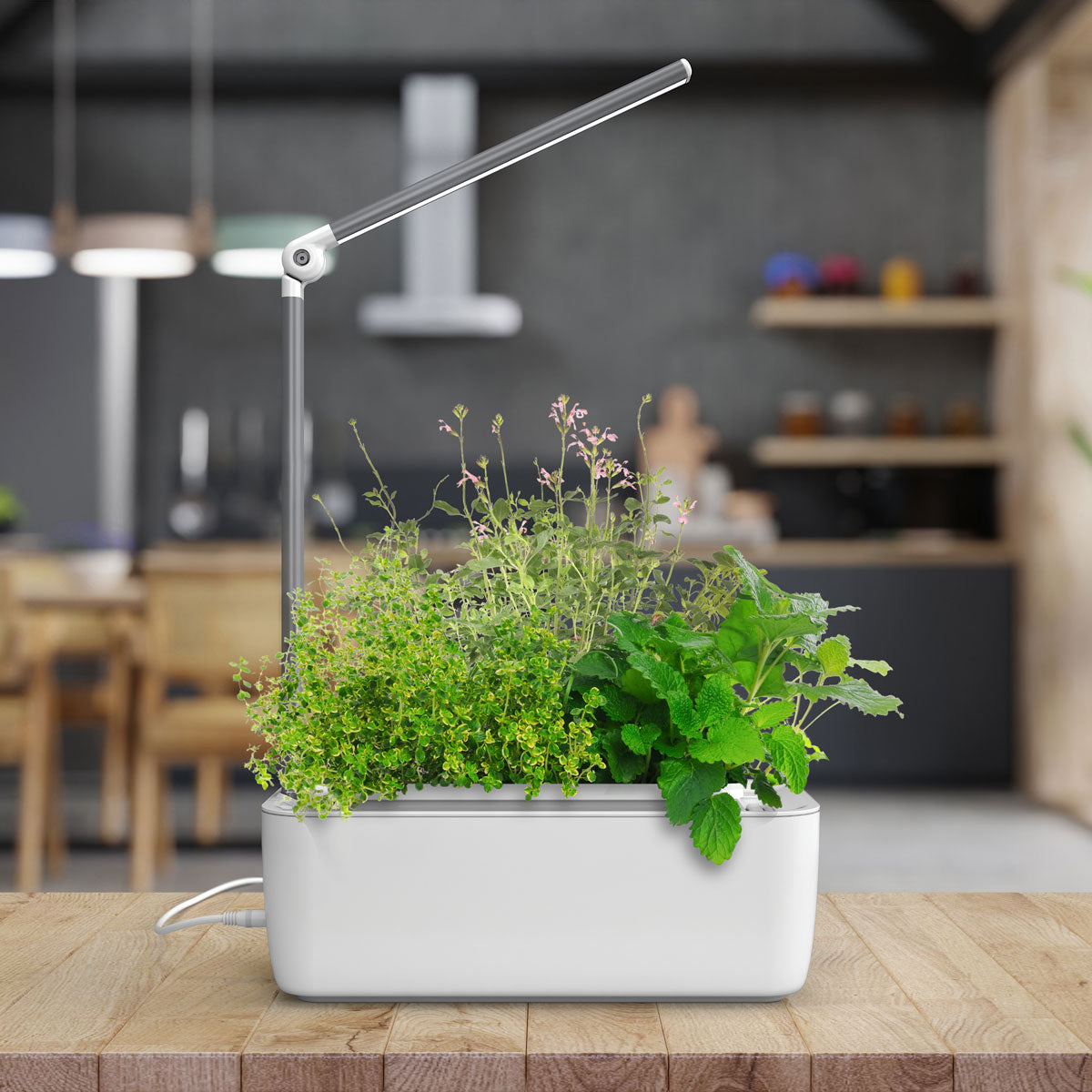 Hydrogarden Classic growing thyme, sage, and mint herb garden