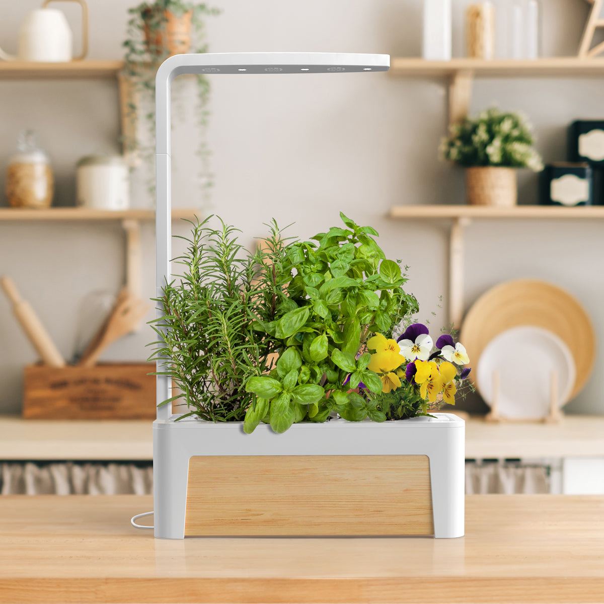HydroGarden 3 with wood panel feature on a kitchen bench growing rosemary, basil, and pansy flowers.
