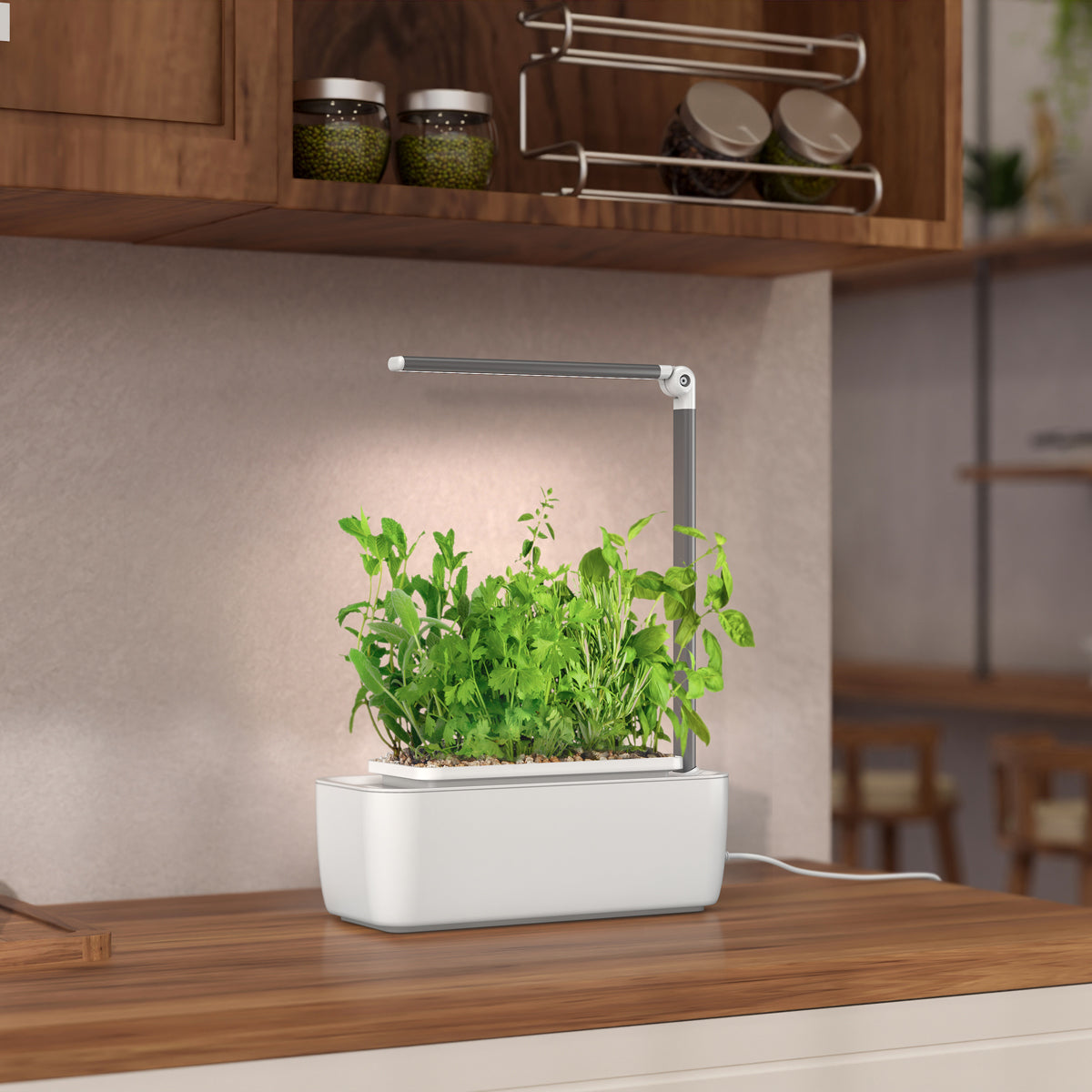 HydroGarden Classic on a kitchen bench growing herbs.