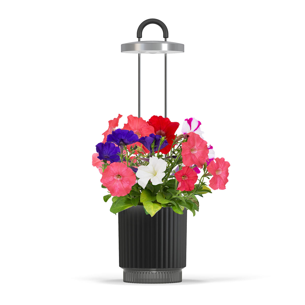 Black HydroVase featuring petunia flowers on a white background.