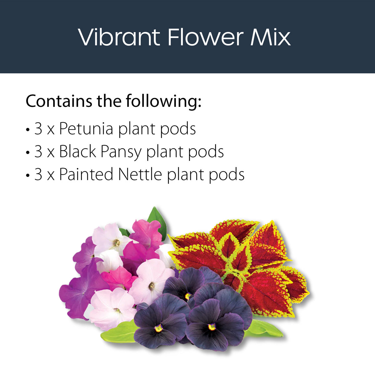 Vibrant flower mix with petunia, black pansy, and painted nettle plant pods on a white background.