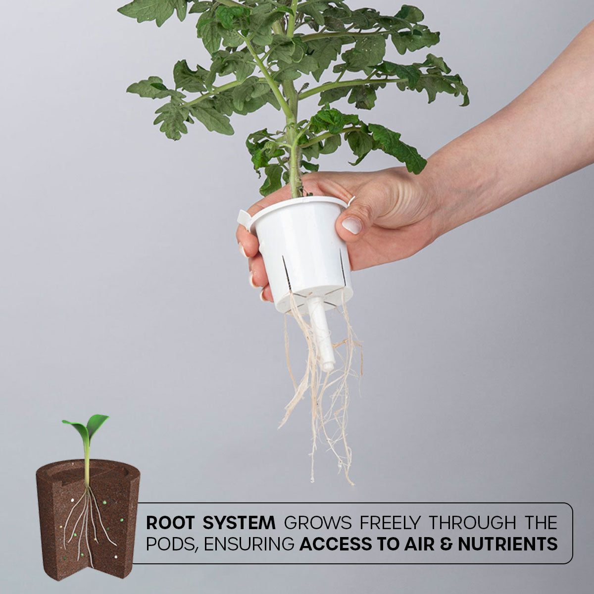roots growing through the plant pod and out of the grow pot slits