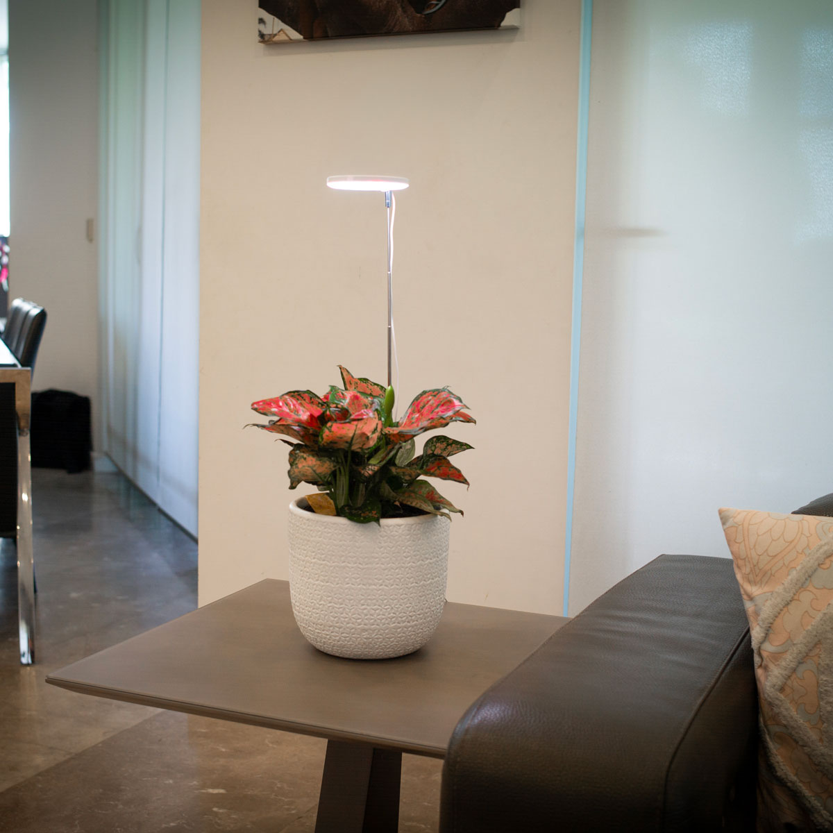 Halo elite on coffee table in lounge room.