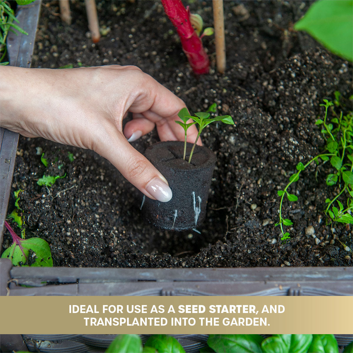 HydroSoil Pod with sprouted plant being transplanted into the garden.