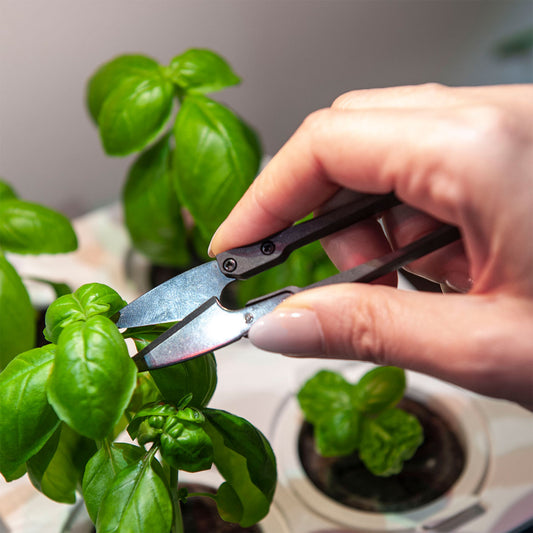 female hand model using mini plant clippers on basil.