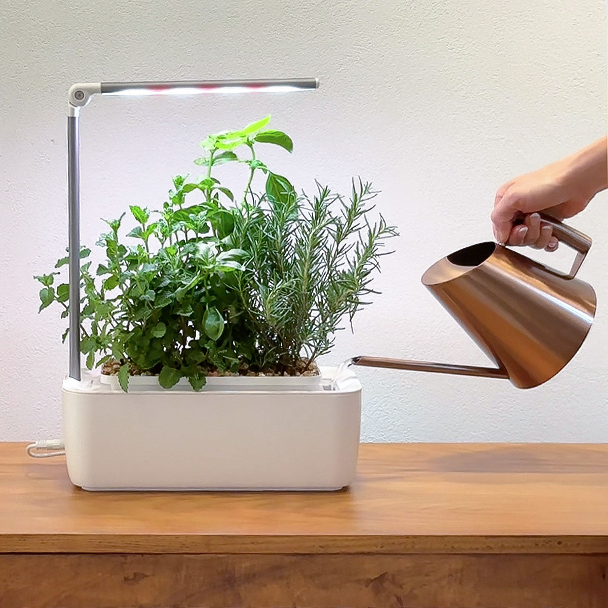 hand model using rose gold watering to fill the reservoir in the HydroGarden Classic.