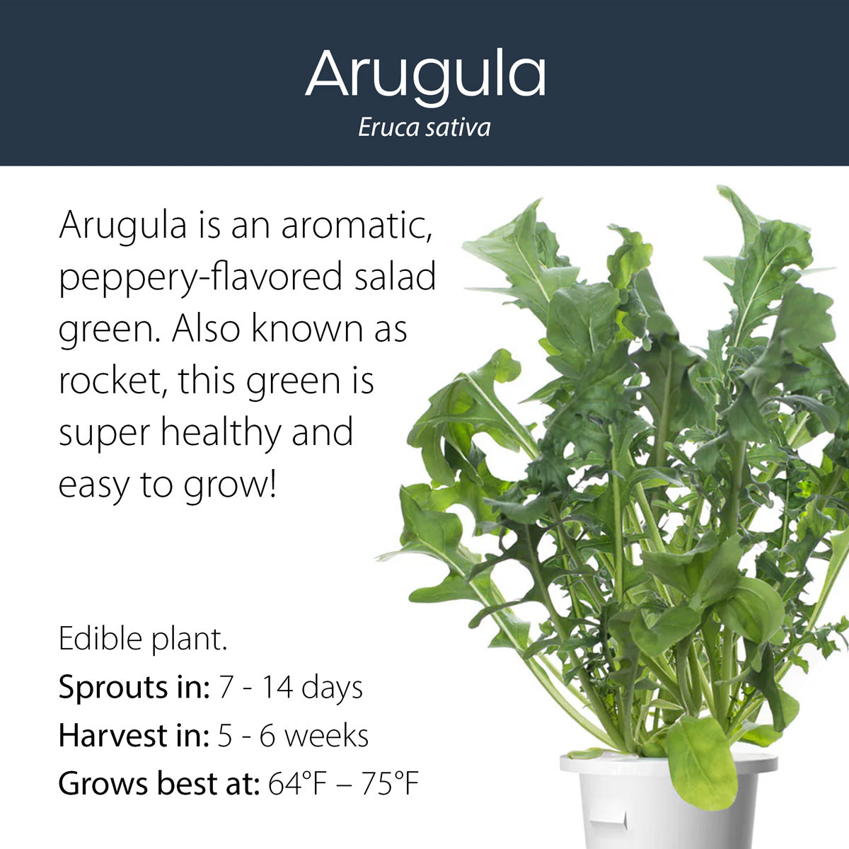 Arugula click and grow plant pod features and benefits