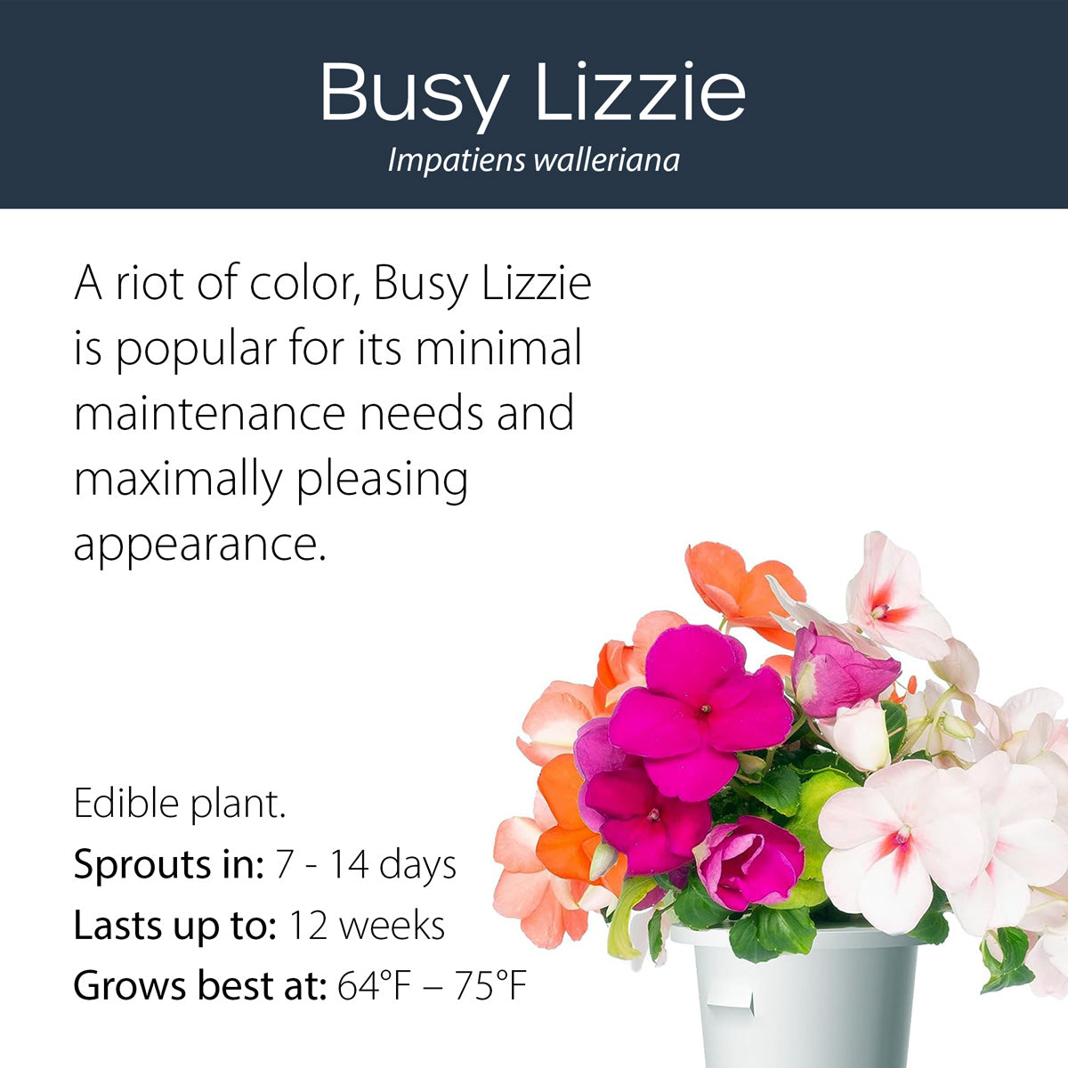 Busy Lizzie click and grow plant pod features and benefits