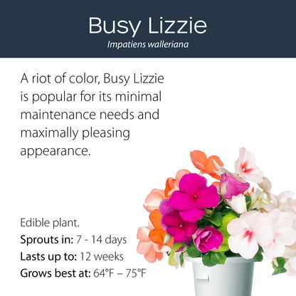 Busy Lizzie click and grow plant pod features and benefits