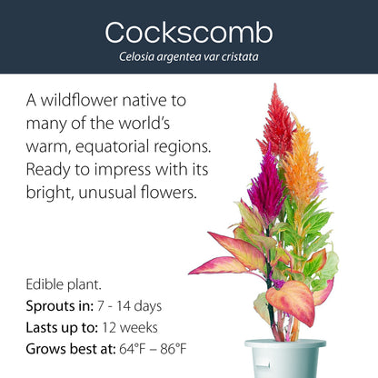 Cockscomb click and grow plant pod features and benefits