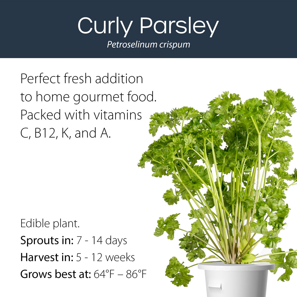 Curly Parsley click and grow plant pod features and benefits