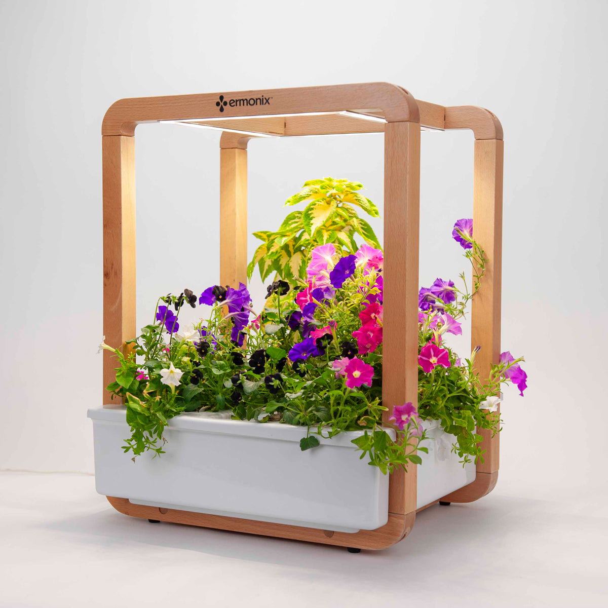 Ermonix Garden Cube growing vibrant flowers by Click and Grow