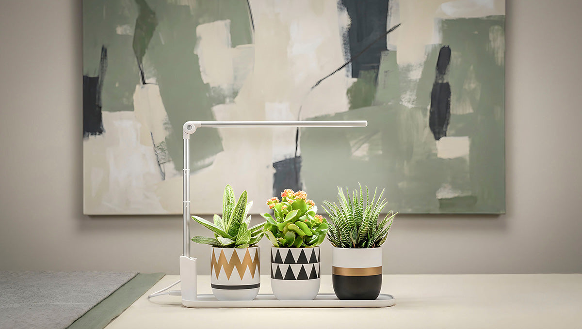 Grow light with three potted plants on a table in front of a abstract painting