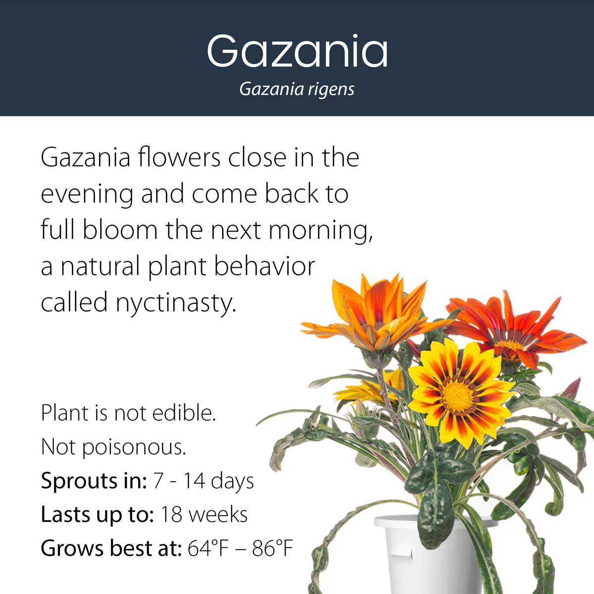 Gazania click and grow plant pod features and benefits