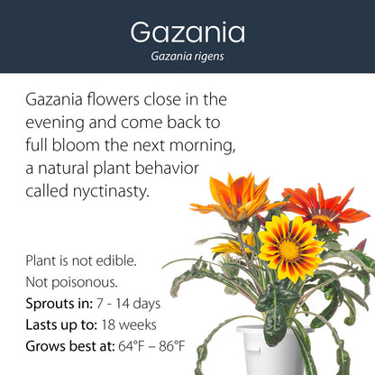 Gazania click and grow plant pod features and benefits