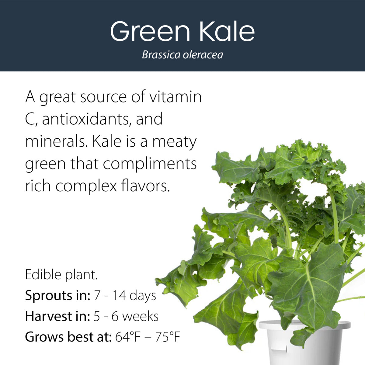 Green Kale click and grow plant pod features and benefits