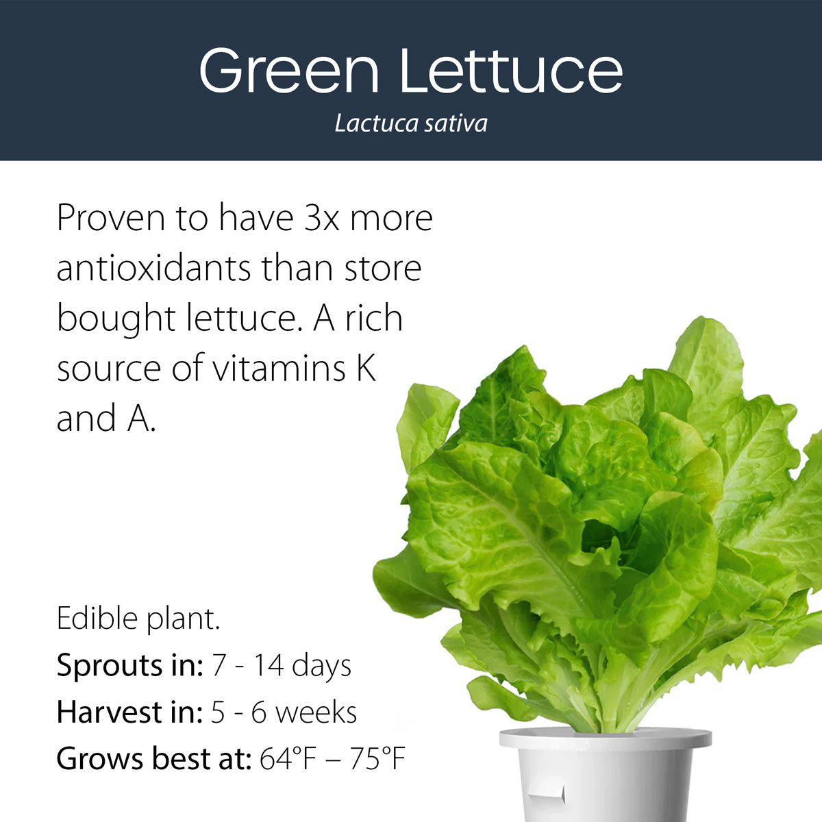 Green Lettuce click and grow plant pod features and benefits