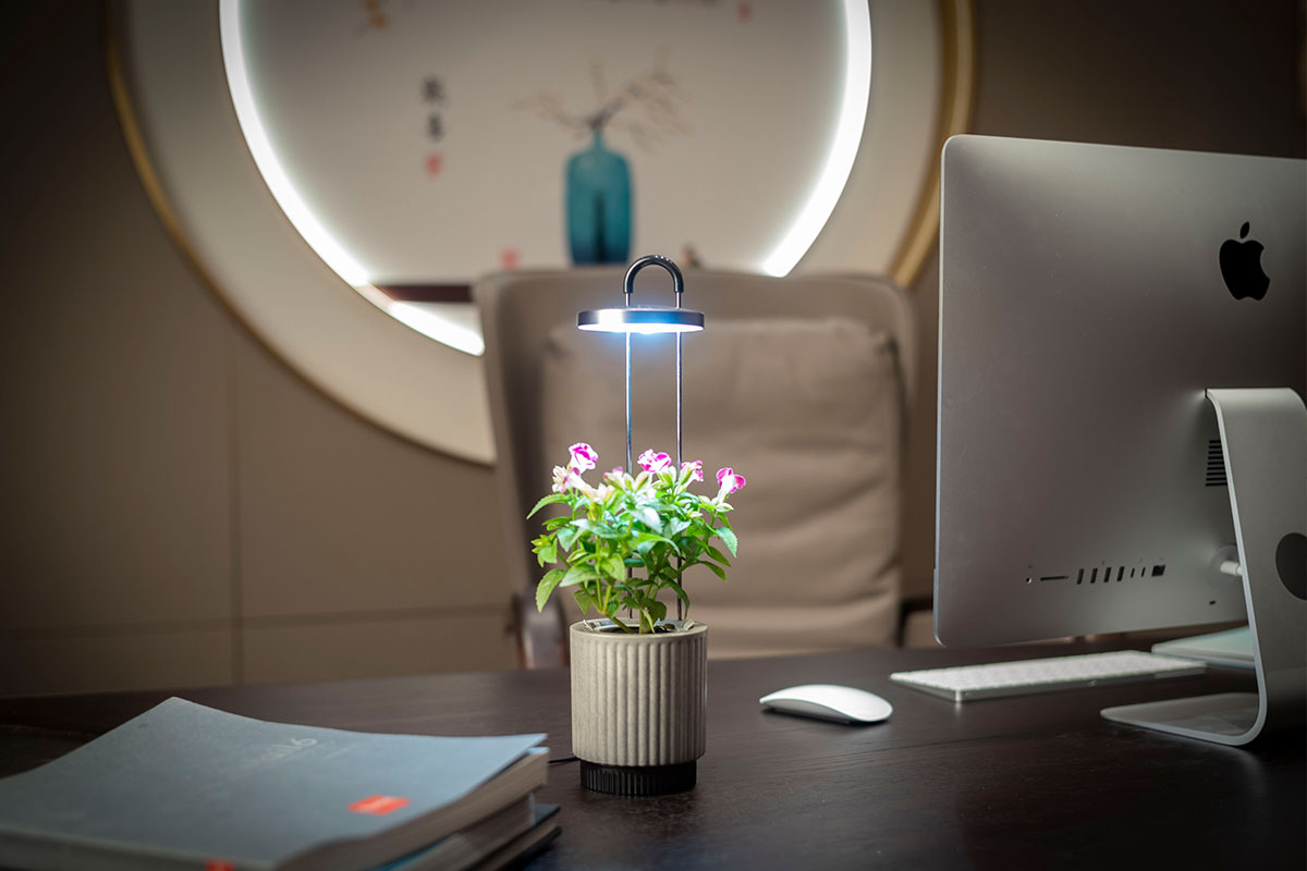 HydroVase growing fresh flower on office desk 