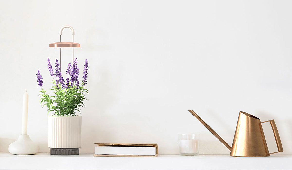 HydroVase growing lavenders on a shelf with gold watering can