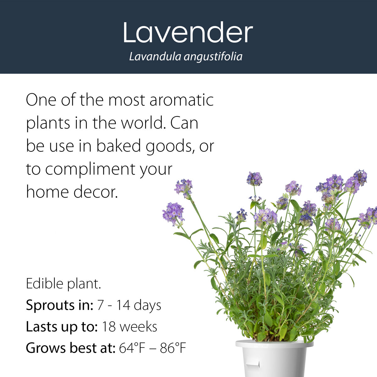 Lavender click and grow plant pod features and benefits