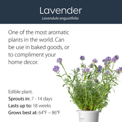 Lavender click and grow plant pod features and benefits