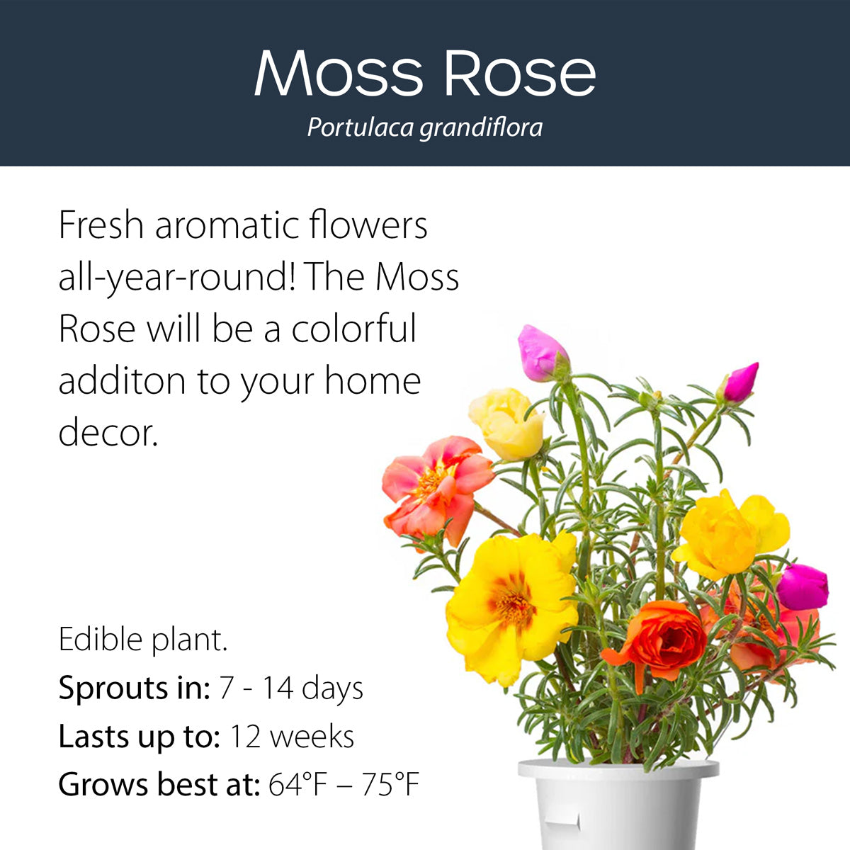 Moss Rose click and grow plant pod features and benefits