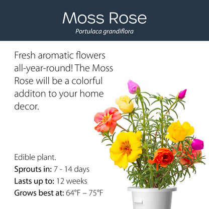 Moss Rose click and grow plant pod features and benefits