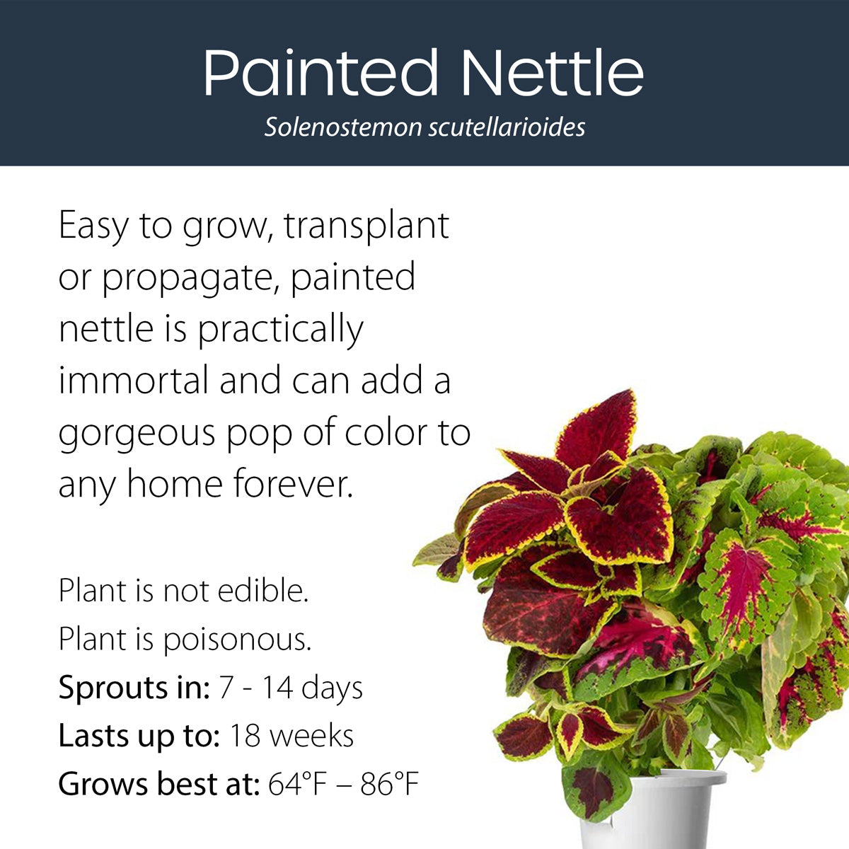 Flowers Pre-Seeded Pods