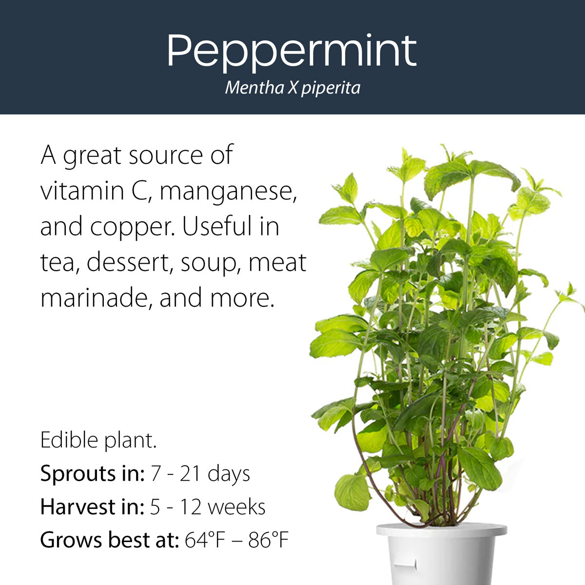 Peppermint click and grow plant pod features and benefits