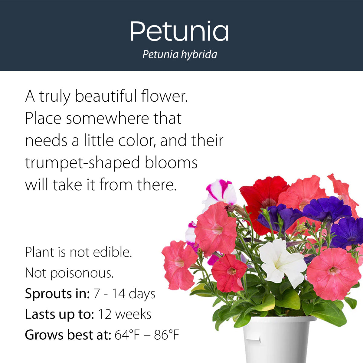 Petunia click and grow plant pod features and benefits