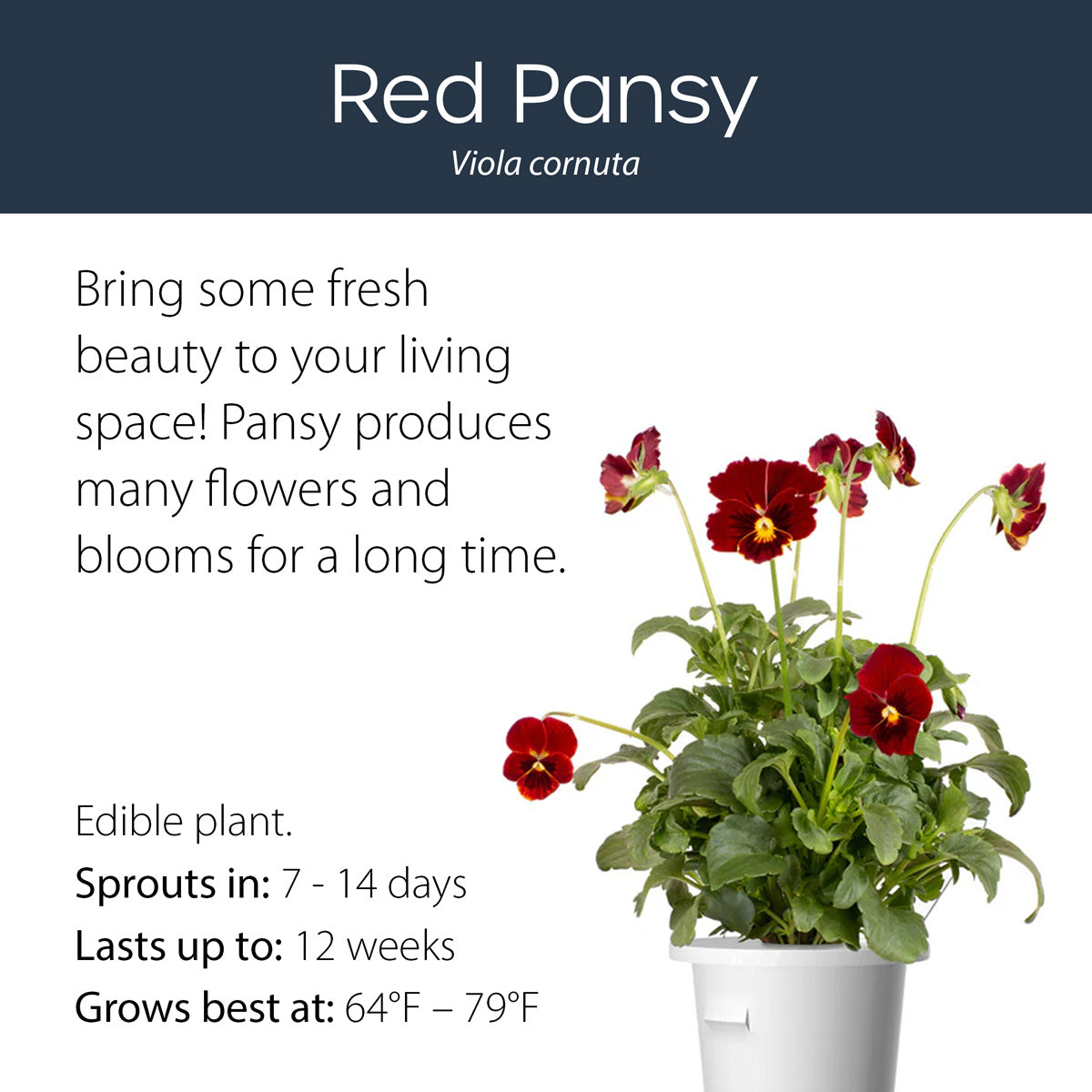 Res Pansy click and grow plant pod features and benefits