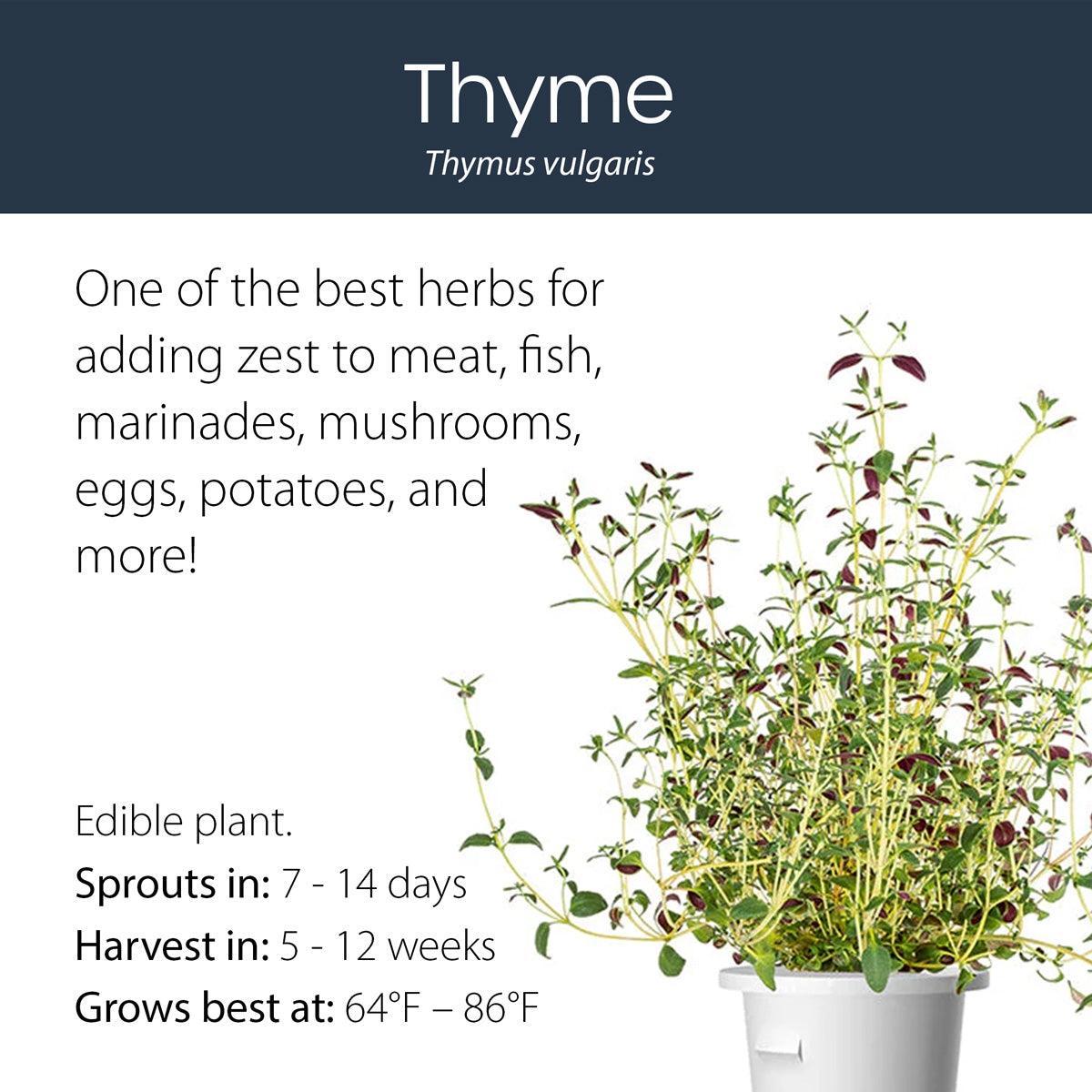 Thyme click and grow plant pod features and benefits