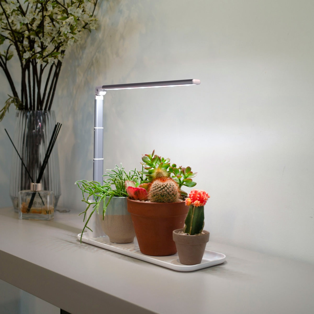 grow tray grow light displaying succulents