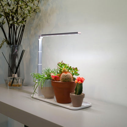grow tray grow light displaying succulents