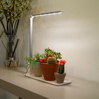 succulents displayed in the grow tray in low lit environment