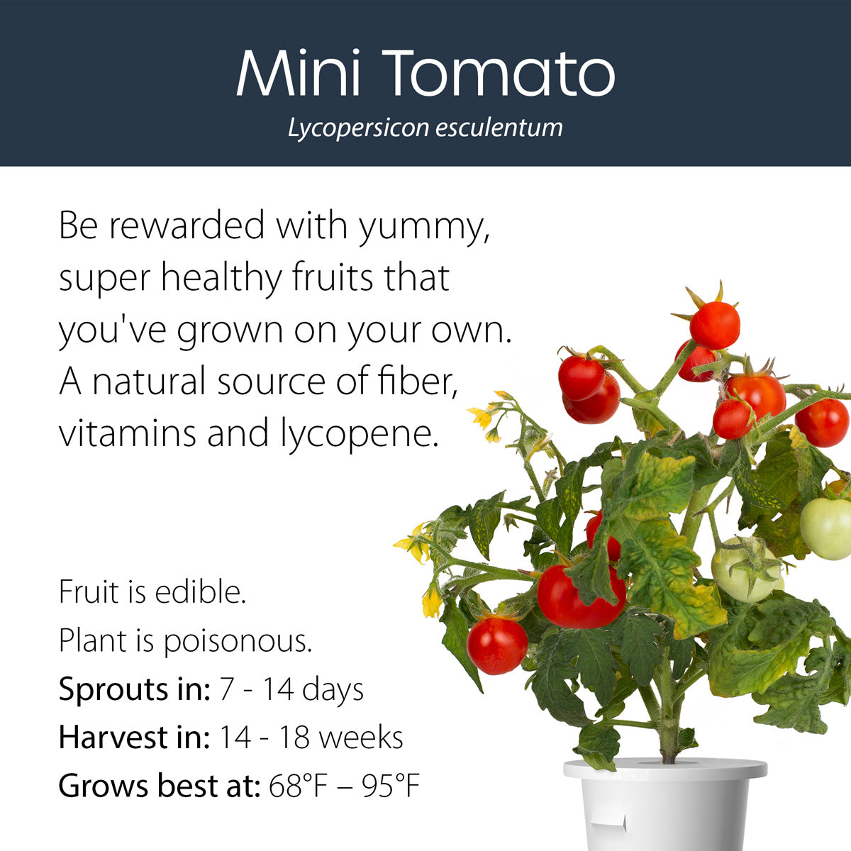 Mini Tomato click and grow plant pod features and benefits